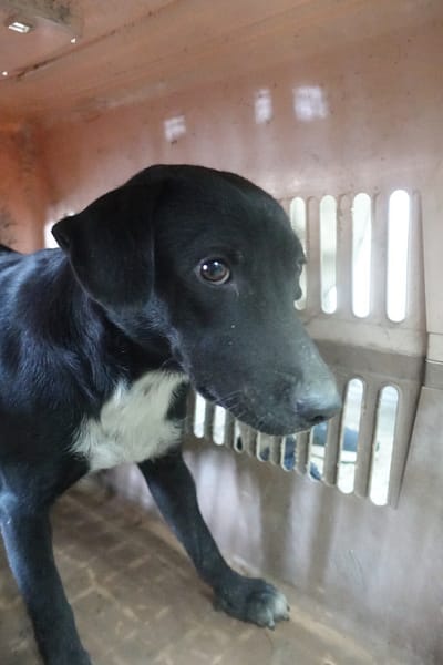 【待認養】混種犬 狗 (女生) - 宜蘭縣流浪動物中途之家