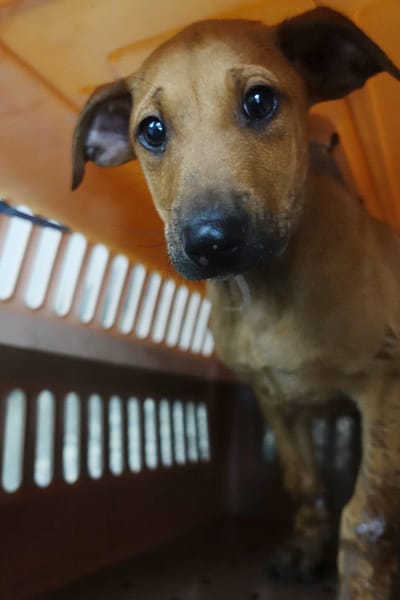 【待認養】混種犬 狗 (女生) - 宜蘭縣流浪動物中途之家