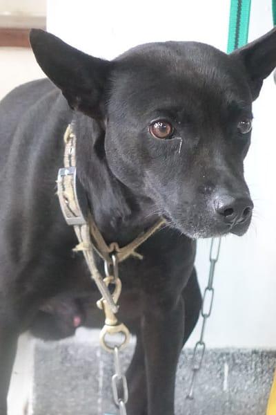 【待認養】混種犬 狗 (男生) - 宜蘭縣流浪動物中途之家