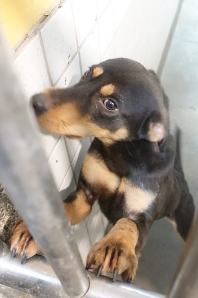 【待認養】混種犬 狗 (男生) - 宜蘭縣流浪動物中途之家