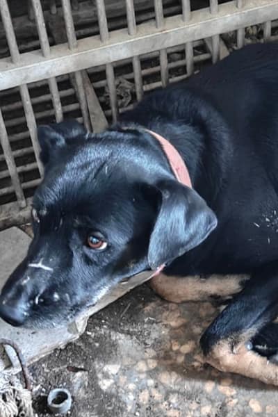 【待認養】混種犬 狗 (男生) - 宜蘭縣流浪動物中途之家