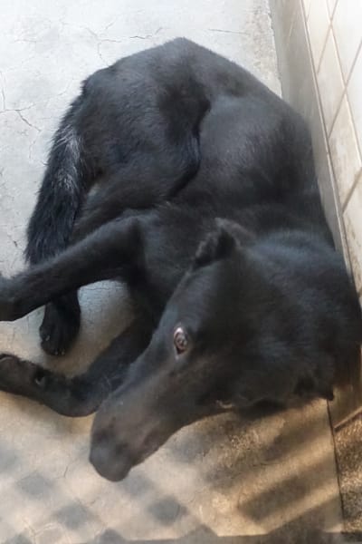 【待認養】混種犬 狗 (男生) - 宜蘭縣流浪動物中途之家