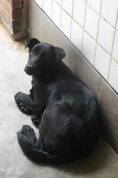 【待認養】混種犬 狗 (女生) - 宜蘭縣流浪動物中途之家