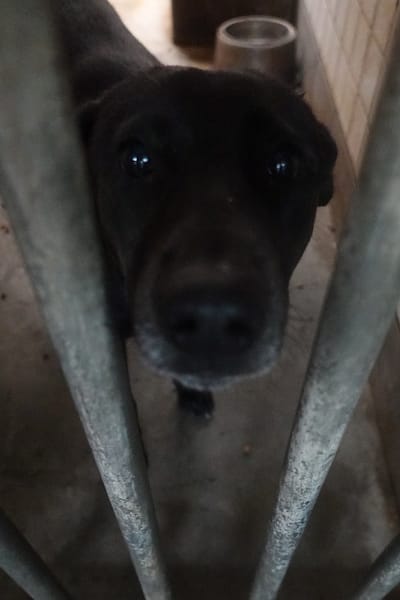 【待認養】混種犬 狗 (女生) - 宜蘭縣流浪動物中途之家