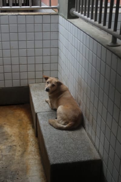 【待認養】混種犬 狗 (女生) - 宜蘭縣流浪動物中途之家