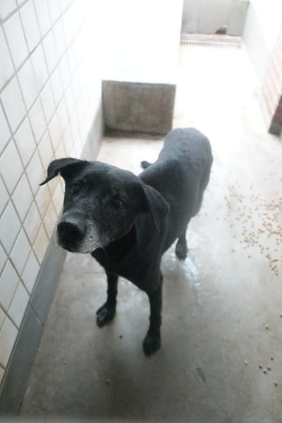 【待認養】混種犬 狗 (男生) - 宜蘭縣流浪動物中途之家