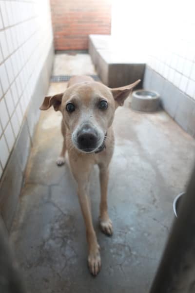 【待認養】混種犬 狗 (男生) - 宜蘭縣流浪動物中途之家