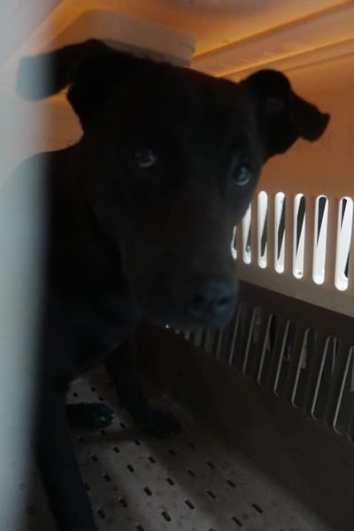 【待認養】混種犬 狗 (女生) - 宜蘭縣流浪動物中途之家