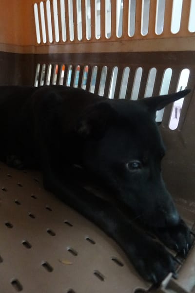 【待認養】混種犬 狗 (女生) - 宜蘭縣流浪動物中途之家