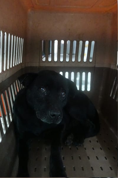 【待認養】混種犬 狗 (男生) - 宜蘭縣流浪動物中途之家