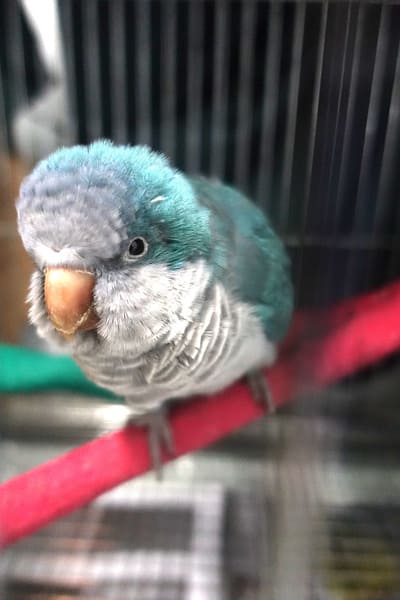 【待認養】和尚鸚鵡 其他 (未知) - 宜蘭縣流浪動物中途之家