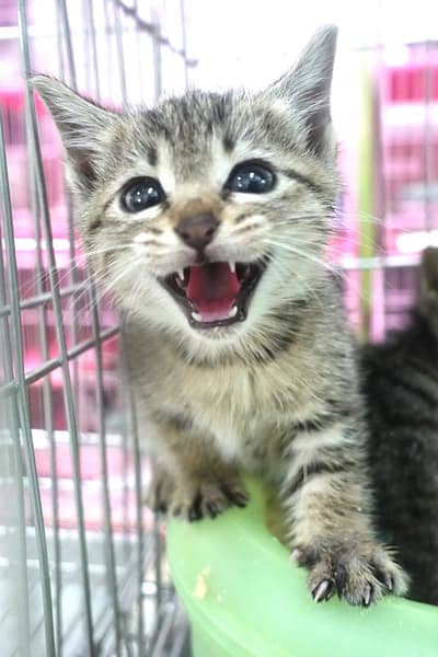 【待認養】混種貓 貓 (未知) - 宜蘭縣流浪動物中途之家