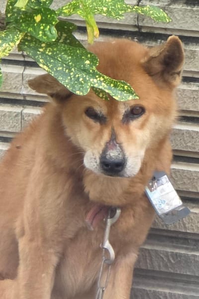 【待認養】混種犬 狗 (男生) - 宜蘭縣流浪動物中途之家