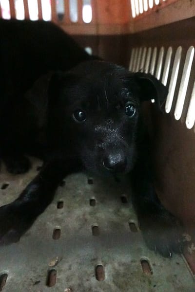 【待認養】混種犬 狗 (男生) - 宜蘭縣流浪動物中途之家