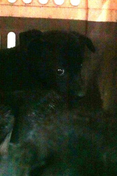 【待認養】混種犬 狗 (女生) - 宜蘭縣流浪動物中途之家