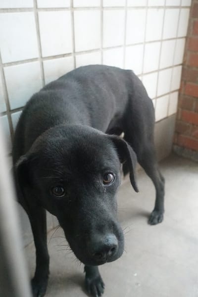 【待認養】混種犬 狗 (女生) - 宜蘭縣流浪動物中途之家