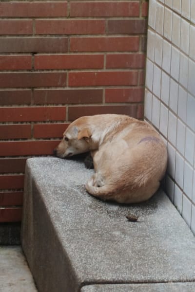 【待認養】混種犬 狗 (女生) - 宜蘭縣流浪動物中途之家
