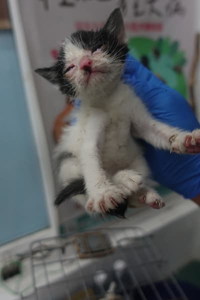 【待認養】混種貓 貓 (未知) - 宜蘭縣流浪動物中途之家