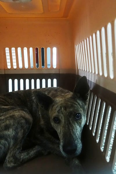 【待認養】混種犬 狗 (男生) - 宜蘭縣流浪動物中途之家