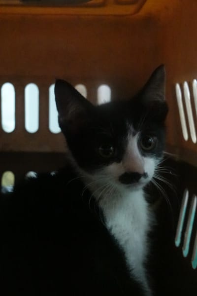 【待認養】混種貓 貓 (未知) - 宜蘭縣流浪動物中途之家