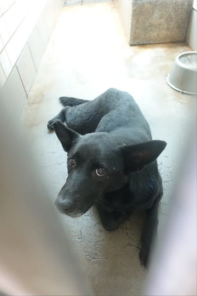 【待認養】混種犬 狗 (男生) - 宜蘭縣流浪動物中途之家