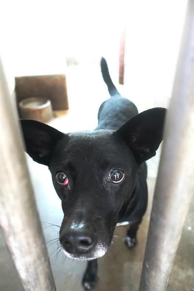 【待認養】混種犬 狗 (男生) - 宜蘭縣流浪動物中途之家