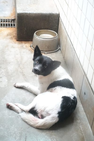 【待認養】混種犬 狗 (女生) - 宜蘭縣流浪動物中途之家