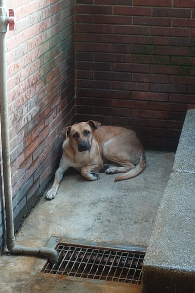 【待認養】混種犬 狗 (女生) - 宜蘭縣流浪動物中途之家