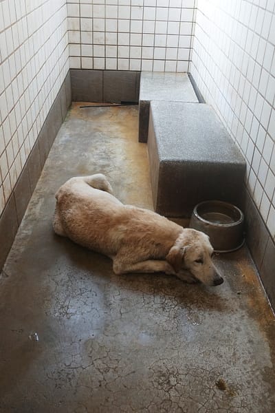 【待認養】混種犬 狗 (男生) - 宜蘭縣流浪動物中途之家