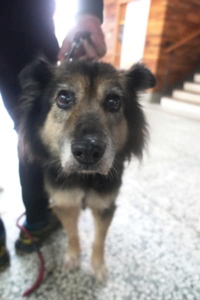 【待認養】混種犬 狗 (女生) - 宜蘭縣流浪動物中途之家