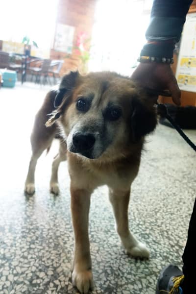 【待認養】混種犬 狗 (男生) - 宜蘭縣流浪動物中途之家