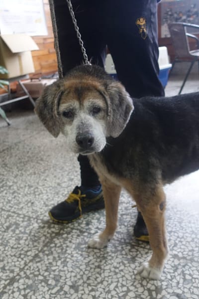 【待認養】米格魯犬 狗 (男生) - 宜蘭縣流浪動物中途之家
