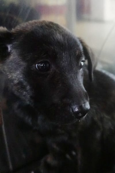 【待認養】混種犬 狗 (男生) - 宜蘭縣流浪動物中途之家