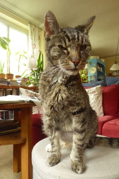 奧斯卡寵物股份有限公司