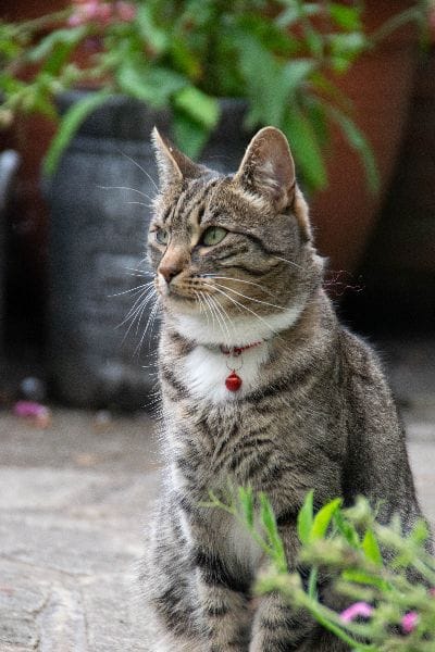 東森寵物雲股份有限公司彰化中山分公司