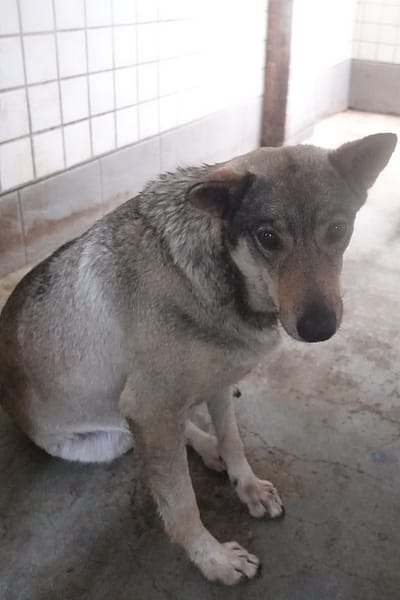 【待認養】混種犬 狗 (女生) - 宜蘭縣流浪動物中途之家