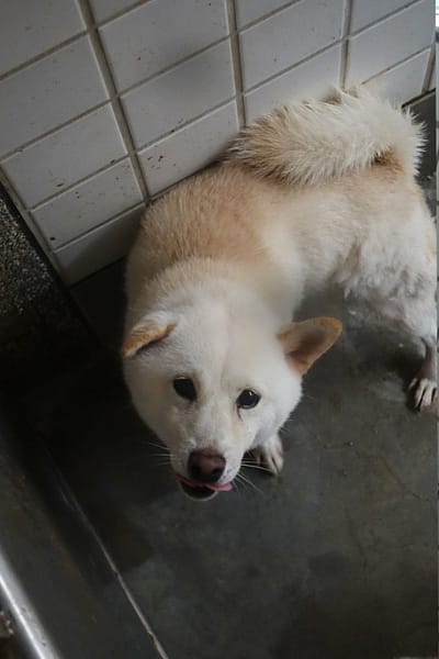 【待認養】柴犬 狗 (男生) - 宜蘭縣流浪動物中途之家