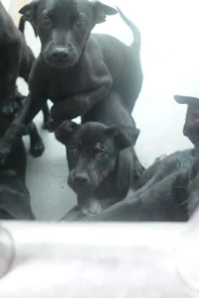 【待認養】混種犬 狗 (未知) - 宜蘭縣流浪動物中途之家