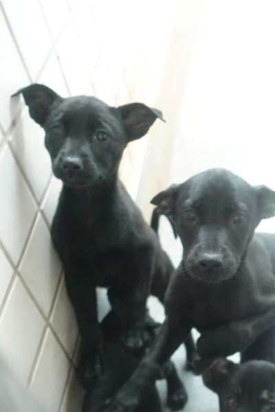 【待認養】混種犬 狗 (未知) - 宜蘭縣流浪動物中途之家