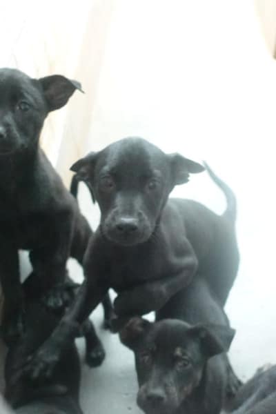 【待認養】混種犬 狗 (未知) - 宜蘭縣流浪動物中途之家