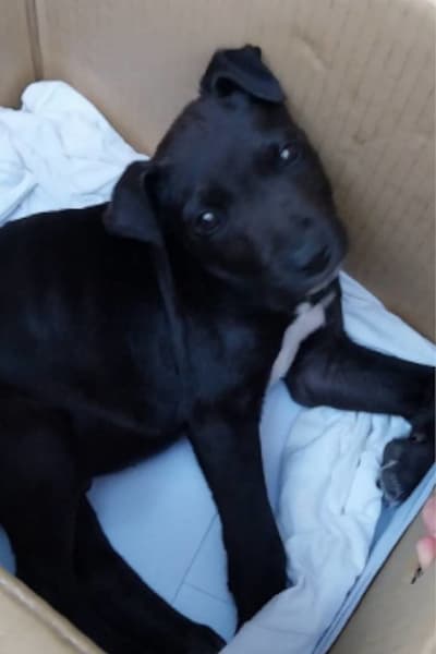 【待認養】混種犬 狗 (男生) - 宜蘭縣流浪動物中途之家