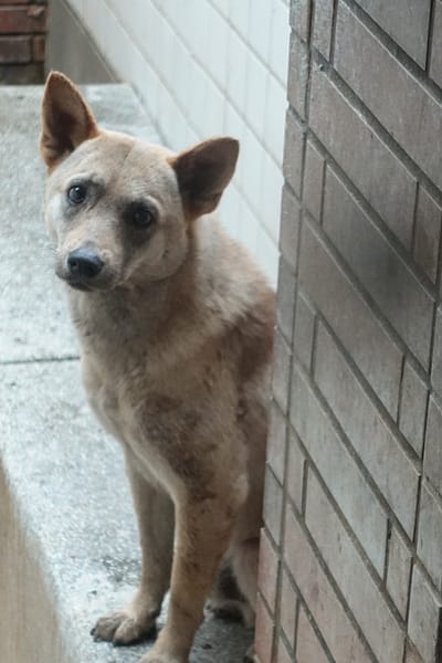 【待認養】混種犬 狗 (男生) - 宜蘭縣流浪動物中途之家