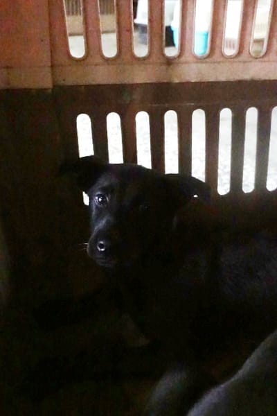 【待認養】混種犬 狗 (女生) - 宜蘭縣流浪動物中途之家