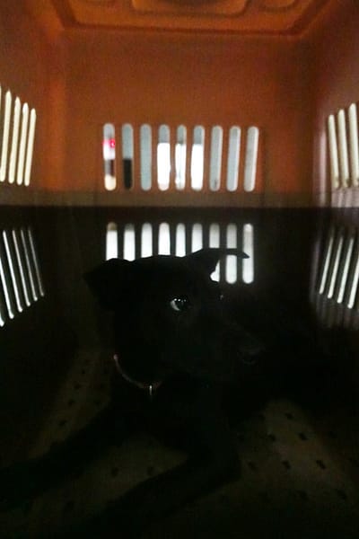 【待認養】混種犬 狗 (女生) - 宜蘭縣流浪動物中途之家