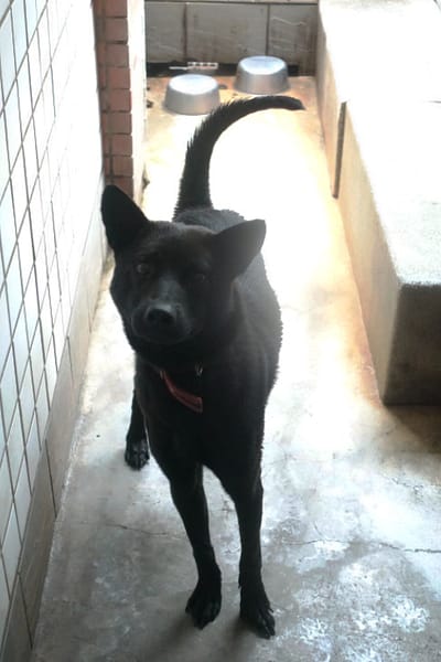 【待認養】混種犬 狗 (男生) - 宜蘭縣流浪動物中途之家