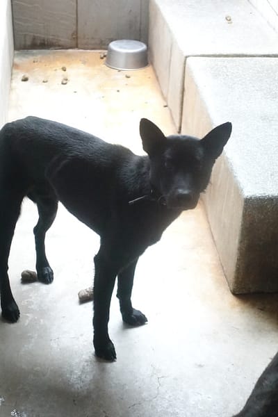 【待認養】混種犬 狗 (男生) - 宜蘭縣流浪動物中途之家