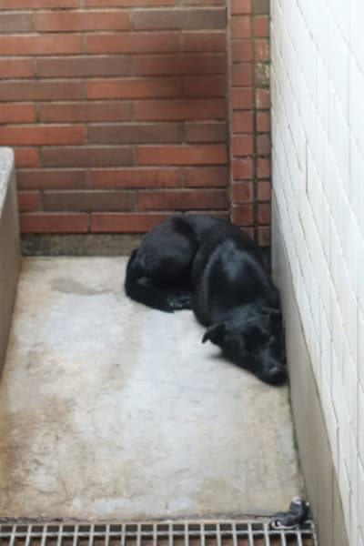 【待認養】混種犬 狗 (女生) - 宜蘭縣流浪動物中途之家