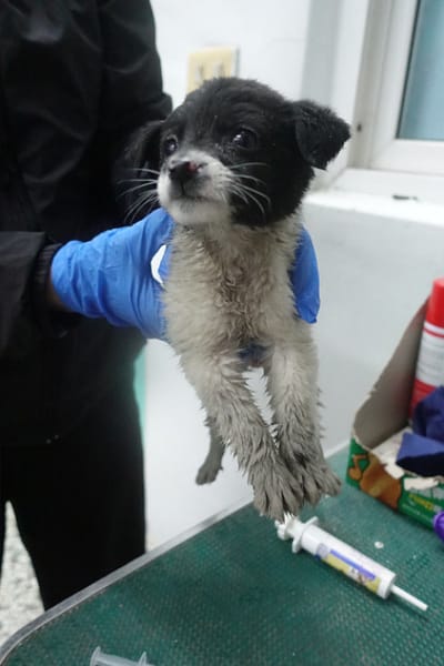 【待認養】混種犬 狗 (未知) - 宜蘭縣流浪動物中途之家