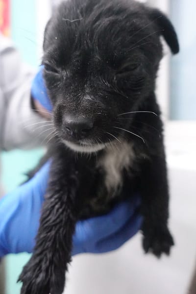 【待認養】混種犬 狗 (未知) - 宜蘭縣流浪動物中途之家