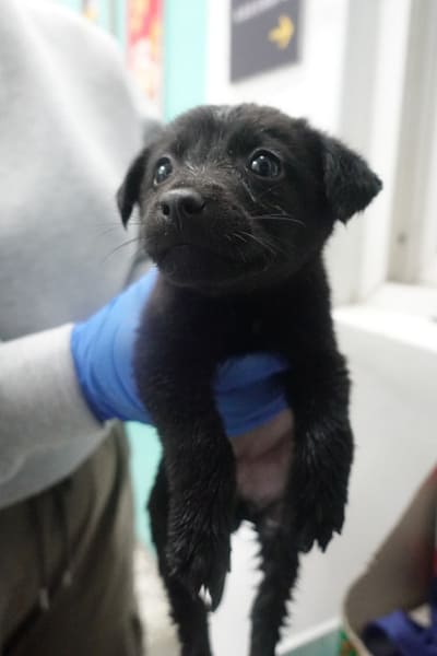 【待認養】混種犬 狗 (未知) - 宜蘭縣流浪動物中途之家